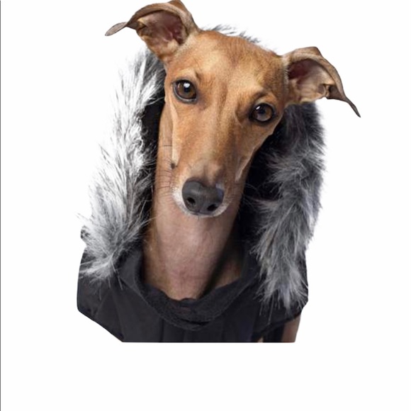 Canada Pooch Everest Explorer Dog Jacket - Picture 3 of 10